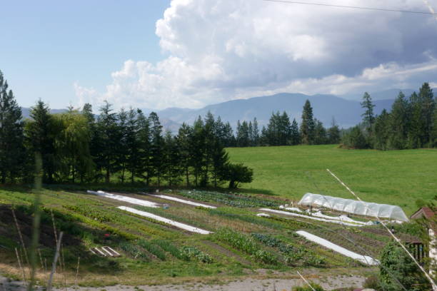 Organic farm in summer stock photo