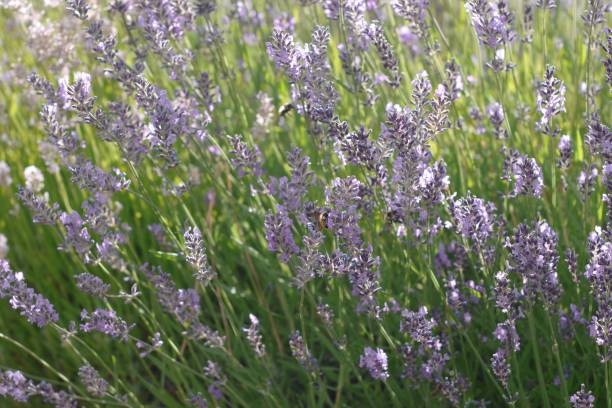 Field of lavender flowers stock photo