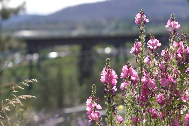 Flowers on the mountain, railroad trestles in the background stock photo