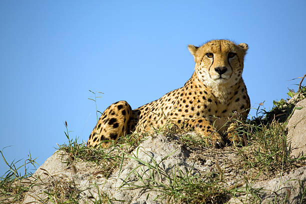 gepard - überblick photos et images de collection