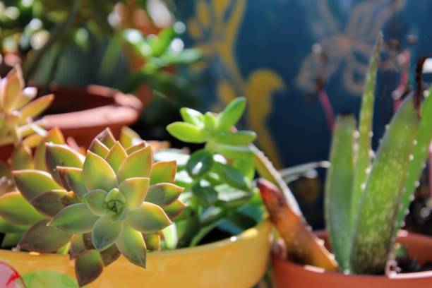 istock Beautiful green succulent plants 1135889688