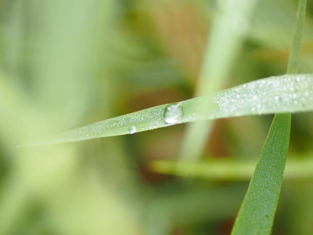 istock Dew Drops of water on the grass 1135890442