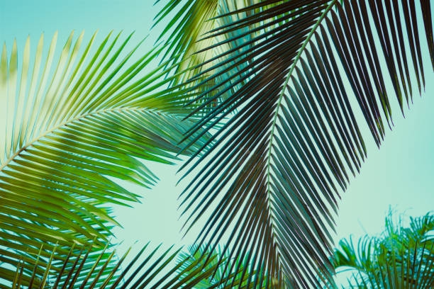 istock Coconut palm tree under blue sky. Vintage background. Retro toned poster. 1135890543