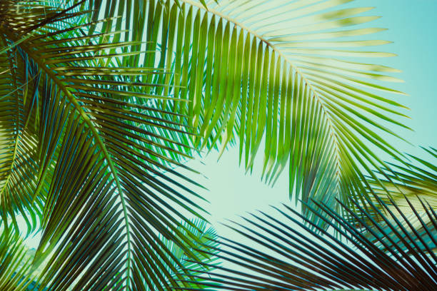istock Coconut palm tree under blue sky. Vintage background. Retro toned poster. 1135890557