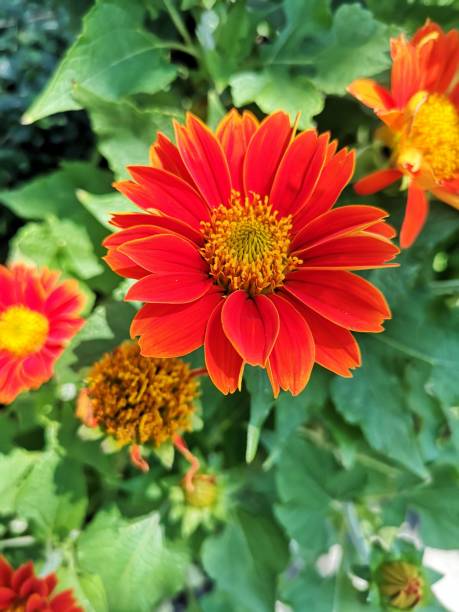 istock Gerbera red flower African Daisy 1135890630