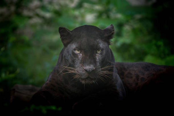 istock Leopard or panther in the wild nature. 1135891464