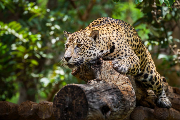 Jaguar on the timber in natural forests. stock photo