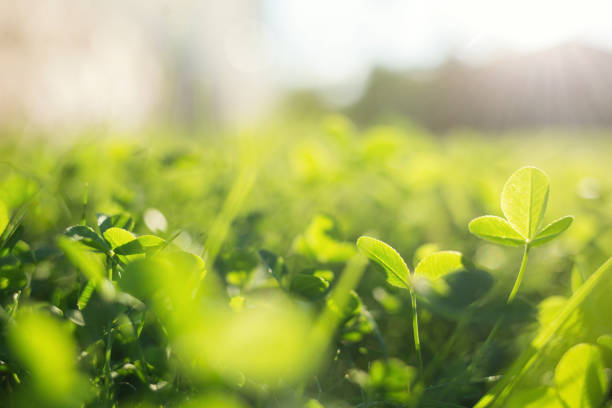 istock spring grass in sun light. natural green background with selective focus. clover leaves close up 1135891735