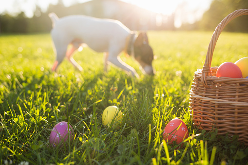 Easter eggs in a basket on the grass on a Sunny spring day close-up. running dog in the background.