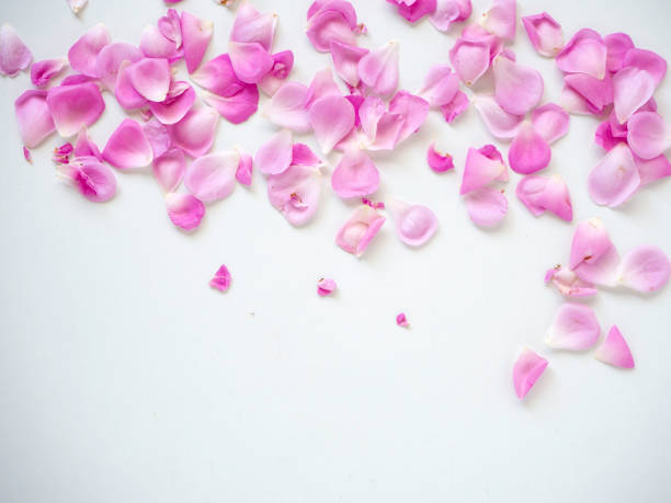 istock pink rose petals on white background 1135892550