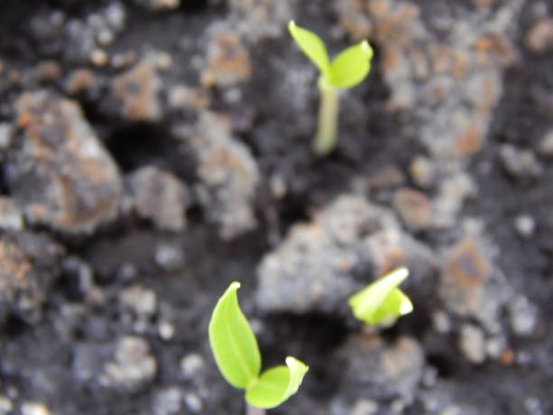 istock Seedlings for planting in the ground, young shoots 1135893599