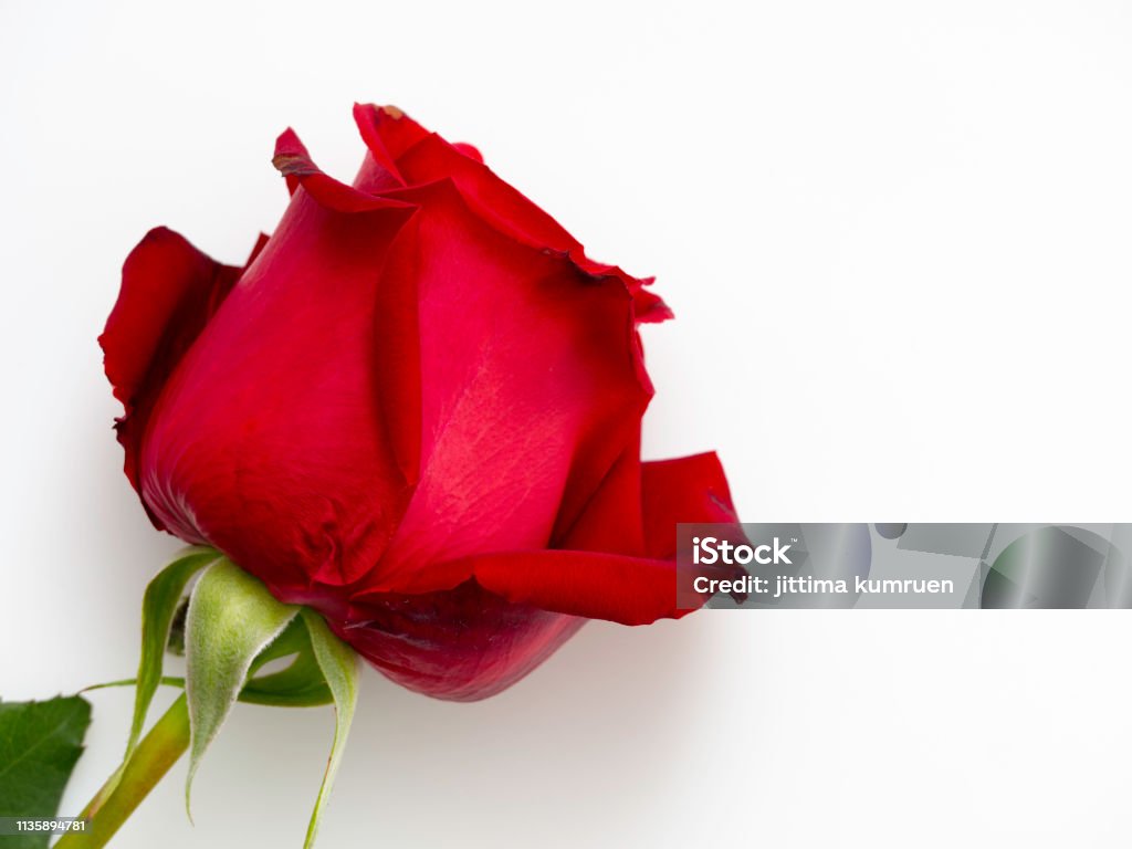 Single Beautiful Red Rose Stock Photo - Download Image Now ...