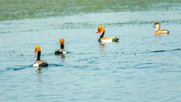 A flock of Red-crested Pochard ( Netta rufina) swimming on Chilka Lake Bird Sanctuary, Odisha, India A flock of Red-crested Pochard ( Netta rufina) swimming on Chilka Lake Bird Sanctuary, Odisha, India bharatpur photos stock pictures, royalty-free photos & images