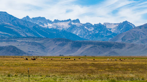 istock Livestock near the mountains 1135894875