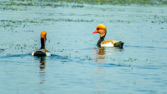 A pair of Red-crested Pochard ( Netta rufina) swimming in a row on Chilka Lake Bird Sanctuary, Odisha, India.