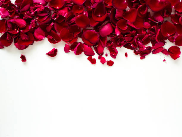istock beautiful heart of red rose  background 1135897512