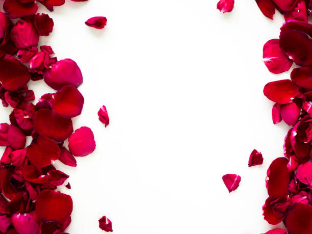 istock beautiful heart of red rose  background 1135897530