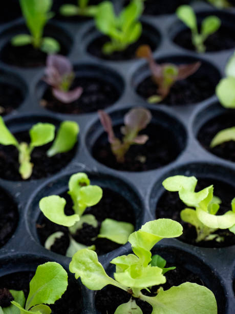 istock Green and red lettuce seedlings growing i 1135897563