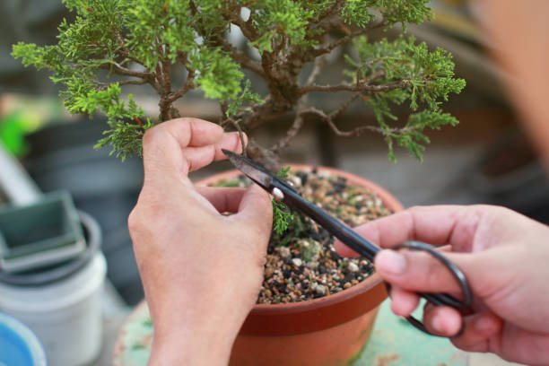 istock Bonsai pruning Handmade accessories wire and scissor bonsai tools. 1135898502