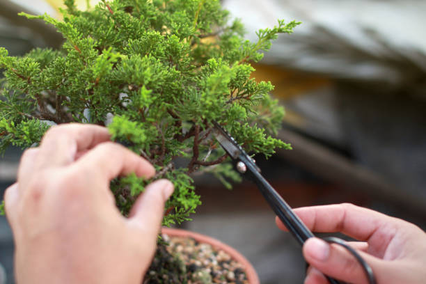 istock Bonsai pruning Handmade accessories wire and scissor bonsai tools. 1135898506