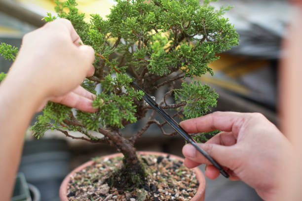 บอนไซตัดแต่งกิ่งอุปกรณ์ทําด้วยมือลวดและเครื่องมือบอนไซกรรไกร - bonsai tree ภาพสต็อก ภาพถ่ายและรูปภาพปลอดค่าลิขสิทธิ์