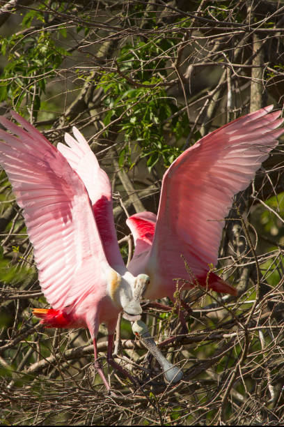 istock Pair of roseate spoonbills in a tree in Florida. 1135898751