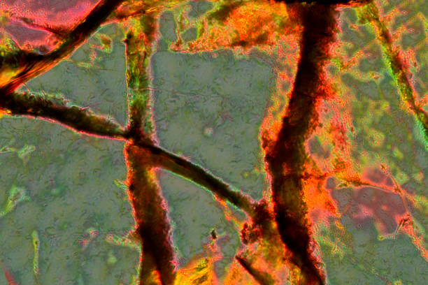 micrographe abstrait, manipulé numériquement, de pyroxénite à olivine avec polarisation. - scientific micrograph science bee abstract photos et images de collection