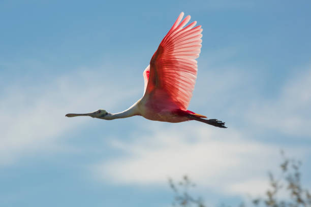 istock Beautiful roseate spoonbill flying over a swamp in Florida. 1135900678