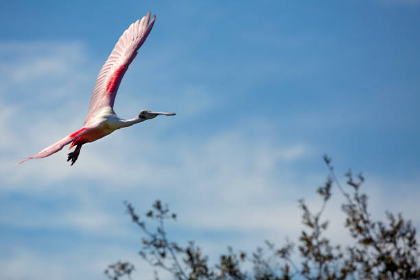 Roseate spoonbill, Platalea ajaja, flying with wings outspread above branches of a tree at a swamp in St. Augustine, Florida.