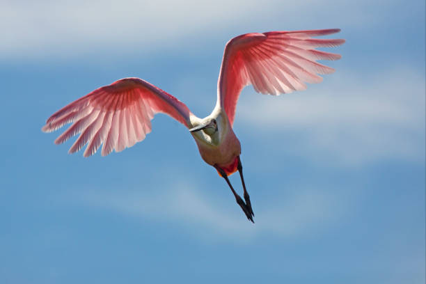 istock Beautiful roseate spoonbill flying over a swamp in Florida. 1135900758