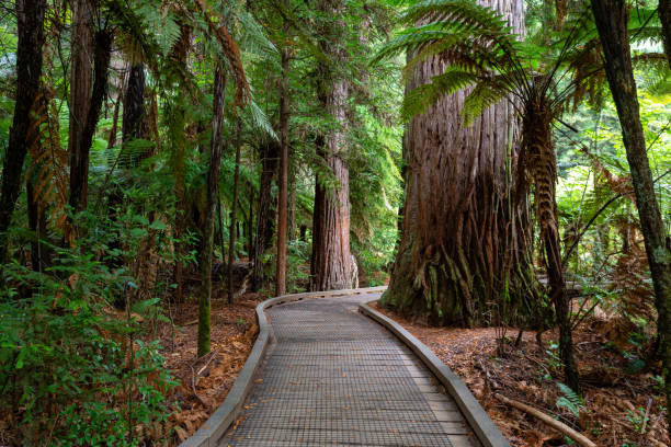 rotorua redwoods forest, nueva zelanda - rainforest redwood sequoia footpath fotografías e imágenes de stock