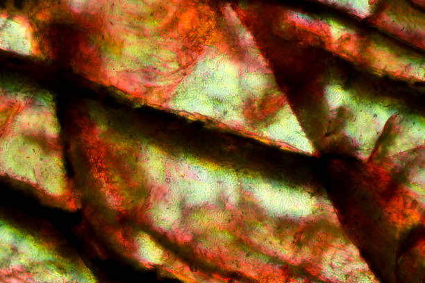 istock Abstract micrograph of olivine pyroxenite with polarization. 1135900980