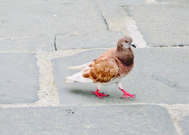 Brown Pigeon Bird Walking on A Street