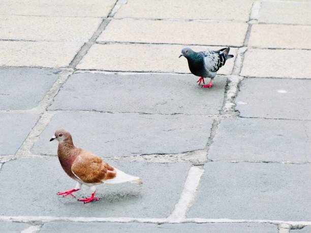 istock Two Pigeon Birds Walking on A Street 1135904674