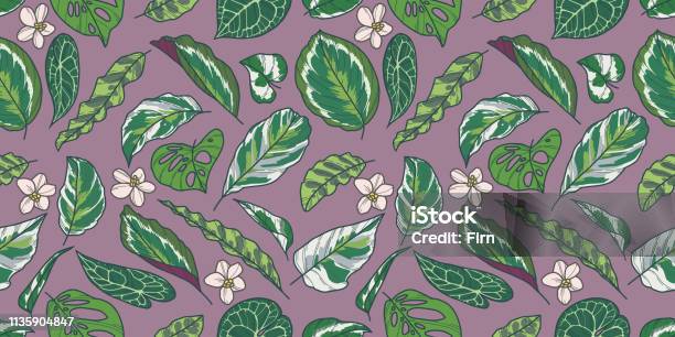 Seamless Pattern With Tropical Calathea Pothos And Monstera Plant Leaves And Flowers On Purple Background Stock Illustration - Download Image Now