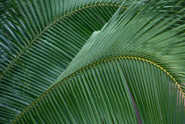 istock Leaves of palm tree 1135906094