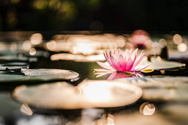 красивый цветок лотоса на воде после дождя в саду. - вода lily стоковые фото и изображения
