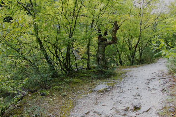 istock Dense Forest next to the Pozar Thermal Baths Aridaia Greece 1135908416