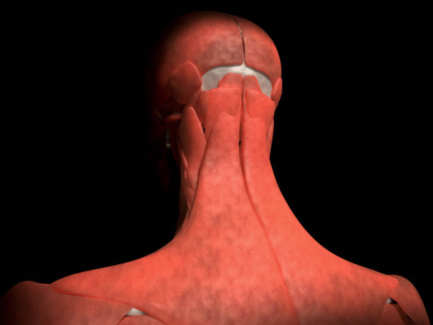 istock Back of human skeleton with muscles 1135908537