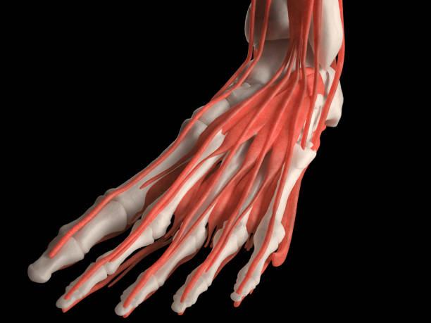 筋肉と人間の足 - dissection ストックフォトと画像