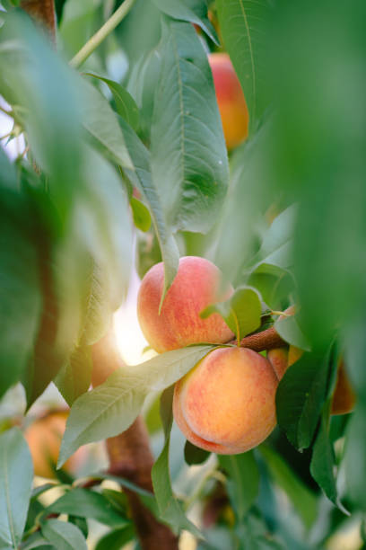 istock Sweet peach fruits growing on a peach tree branch 1135908778