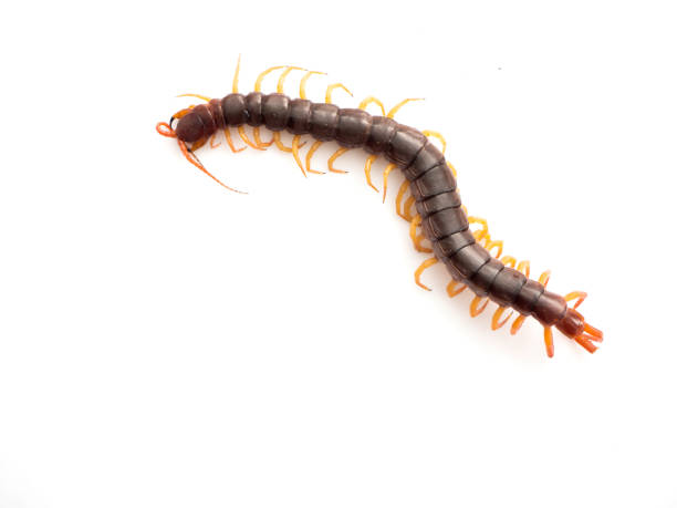 istock closeup of one brown centipede on white 1135909153