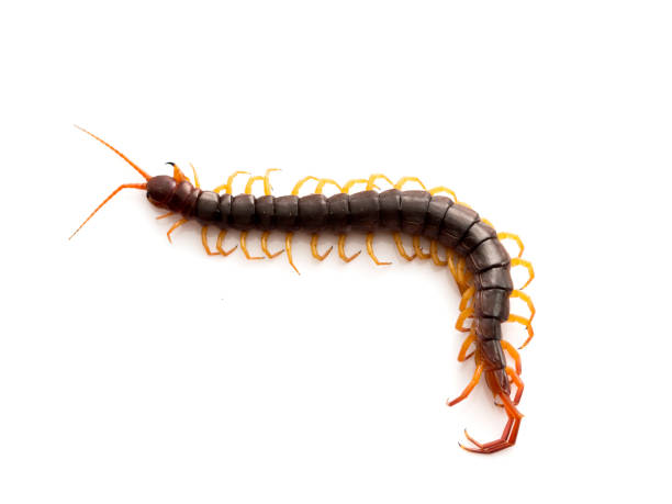 istock closeup of one brown centipede on white 1135909158