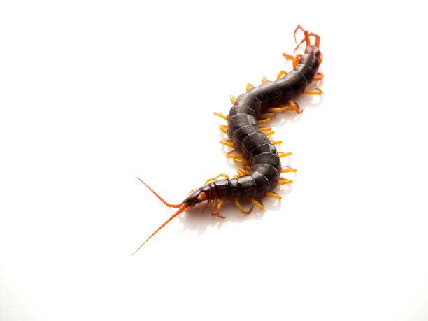 istock closeup of one brown centipede on white 1135909168