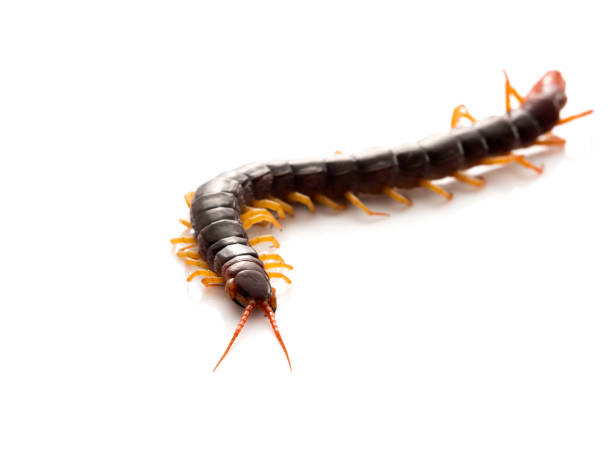 istock closeup of one brown centipede on white 1135909186