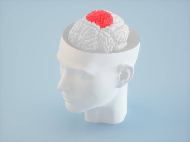 istock Japanese brain in Human head 1135909498