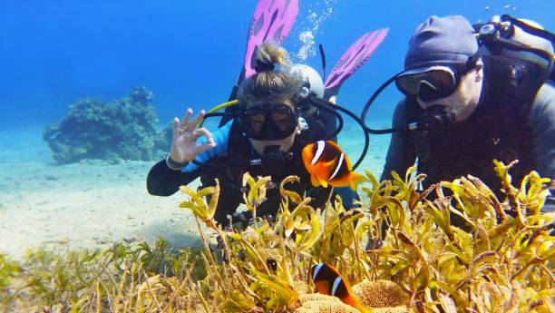 istock Happy couple of scuba divers on the sandy bottom watching beautiful clown fish 1135910607