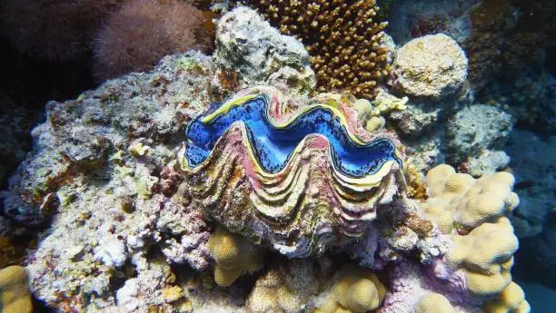 Photo of The maxima clam, marine life