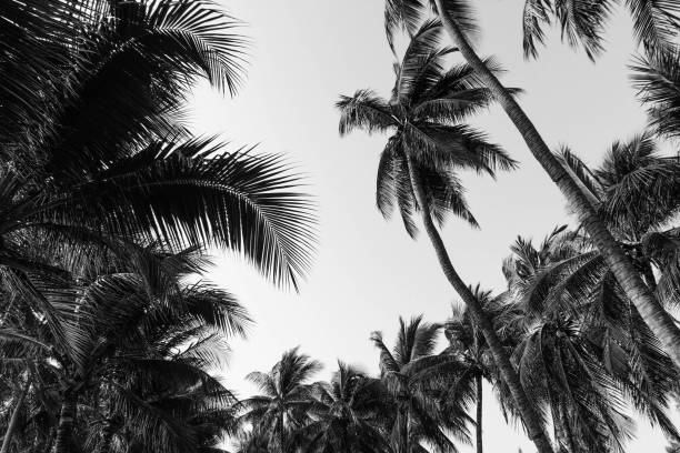 istock Vintage toned palm tree over sky background summer 1135911038
