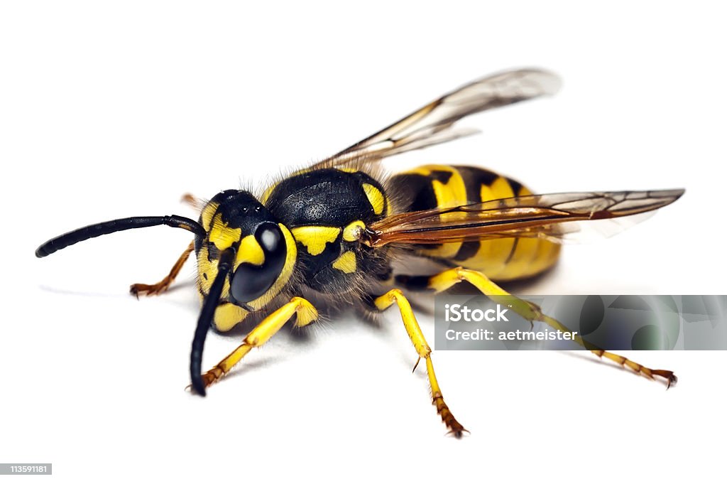 Live wasp isolated on white background Live wasp isolated on white background close up Wasp Stock Photo